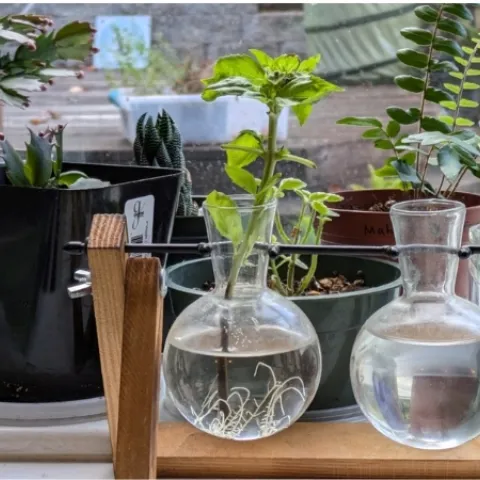 Rooting basil in water from a cuttings - showing roots