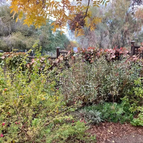 A winter garden has its own quiet appeal. This serene corner is at the Clovis Botanical Garden. (Photo: Jeannette Warnert)