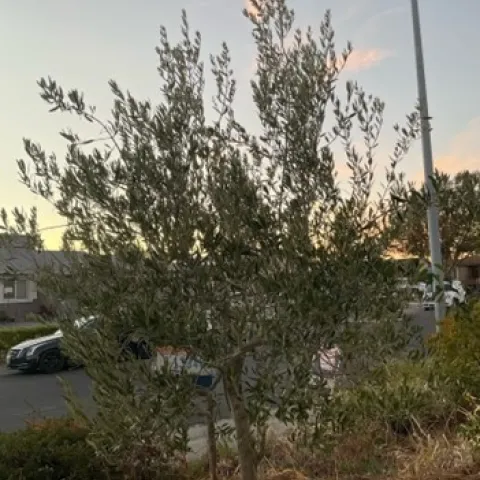 Olive tree. photos by Tina Saravia