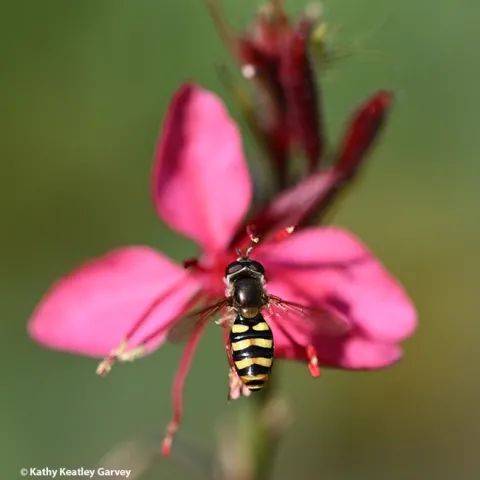 A syrphid fly heads for a Gaura in a Vacaville garden. (Photo by Kathy Keatley Garvey)