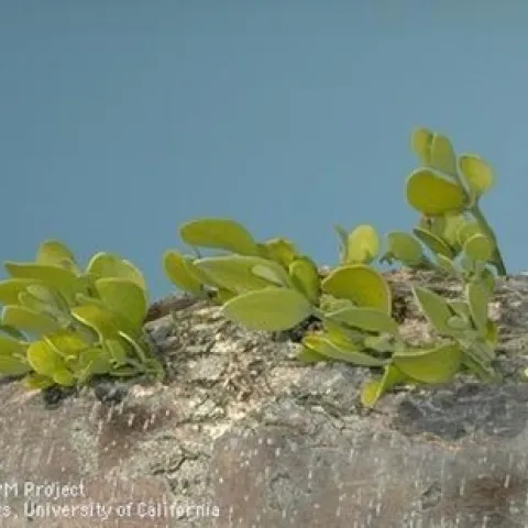 Photo of mistletoe on a log
