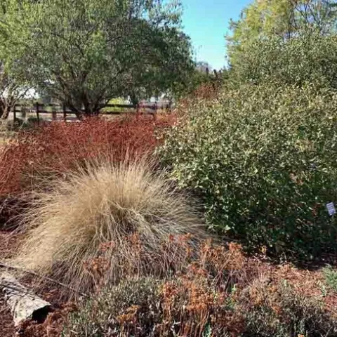 In the fall, seedheads provide food for wildlife in the California Native Plants section of the Master Gardeners Demonstration Garden. Laura Kling