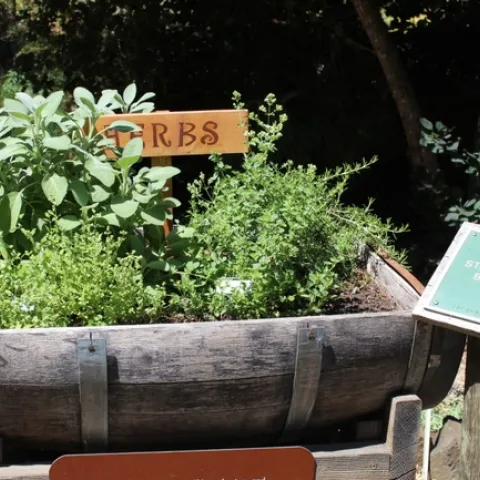 Herbs planted in a half wine barrel.