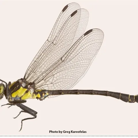 Grappeltail dragonfly, the club-tailed dragonfly.It belongs to the genus Octogomphus, which has one species, O. specularis. The dragonfly derives its "clubtail" name from the club-like widening at the end of its abdomen. (Photo by Greg Kareofelas)