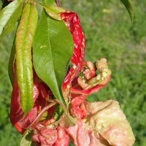 A cluster of leaves on a branch. Some are flat and green and others are bumpy and red.