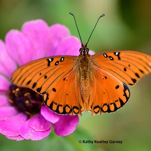 A newly eclosed Gulf Fritillary suns itself on a zinnia in a Vacaville garden. (Photo by Kathy Keatley Garvey)