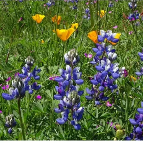 Poppies and lupines