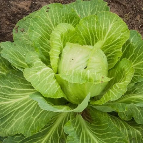 Green cabbage plant
