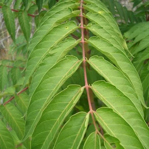 Ailanthus altissima, leaves. (Tom Hixson)