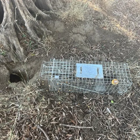 A wire cage trap next to a hole in in the ground.