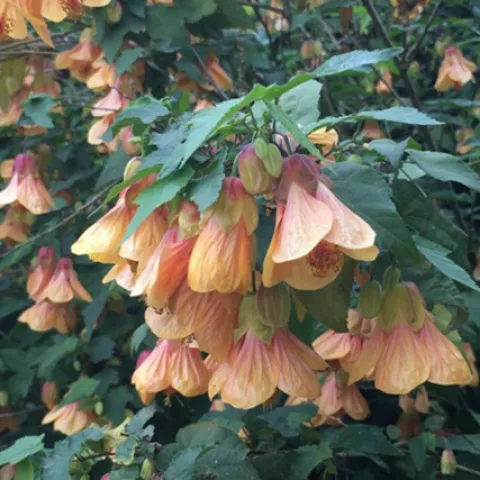 Abutilon ‘Halo’ blooms year-round in Marin. Photo: Marie Narlock