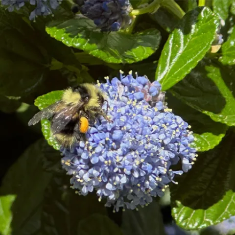 Ceanothus blossoms attract native California bumble bees.