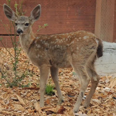 Deer are vegetarians, so they will dine on your foliage, but the young are very engaging. Photo: Diane Lynch