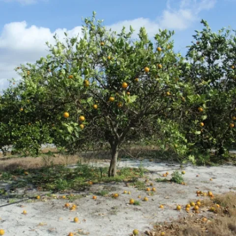 Citrus tree showing thinning canopy and fruits that fall easily, symptoms of HLB disease