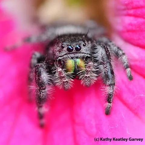 Visitors to an upcoming Bohart Museum of Entomology open house will learn the differences between venomous and poisonous. This jumping spider is venomous. (Photo by Kathy Keatley Garvey)