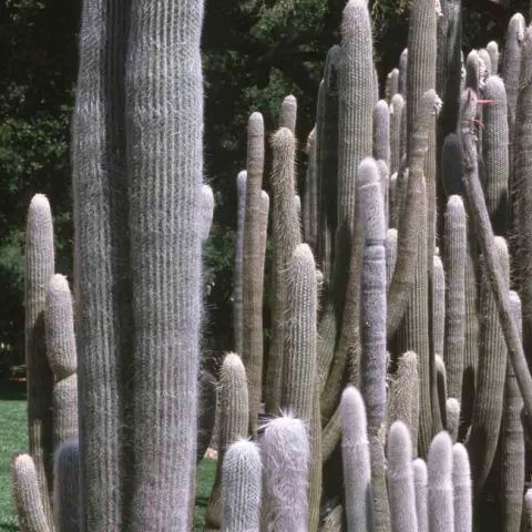 Old man cacti. Jack Kelly Clark, UC IPM Program
