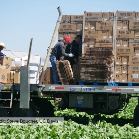 Workers move cardboard boxes on the back of flatbed trucks in a lettuce field
