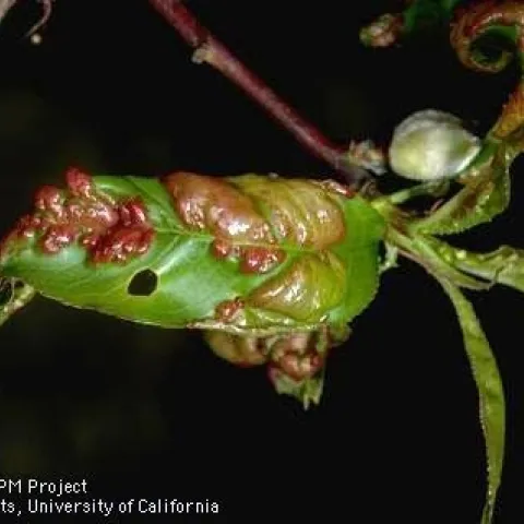 Green leaf showing red, mottled, raised appearance.