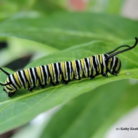 A monarch caterpillar munching on a milkweed leaf. (Photo by Kathy Keatley Garvey)