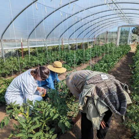 Three people crouch to look at tomatoes in a high tunnel system