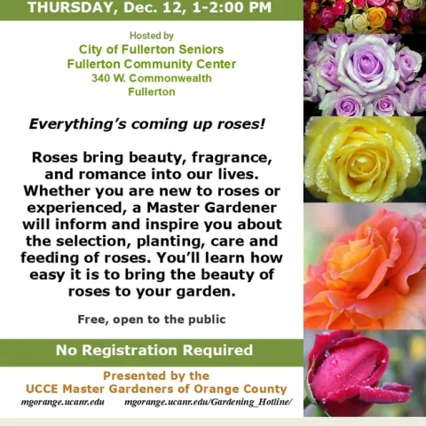 Grow Beauty, Fragrance & Romance—Master the Art of Roses!