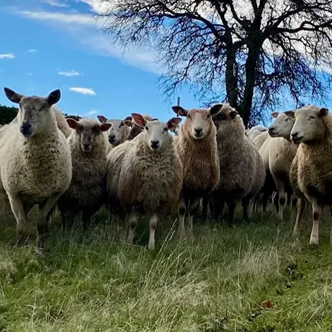 White sheep look at the camera while standing on lush, green grass under a tree and blue sky.