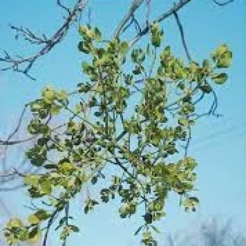 Mistletoe is easiest to see after tree leaves have fallen. Prune the branch with mistletoe a foot below the cluster to remove the parasite's roots. (Photo: UC IPM)