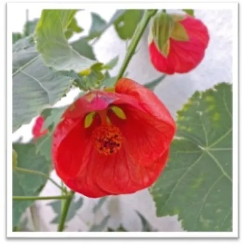 Wisconsin University Horticulture Extension