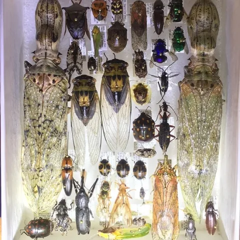 Some of the insects that entomologist Fran Keller and crew collected in Belize for the Bohart Museum of Entomology.