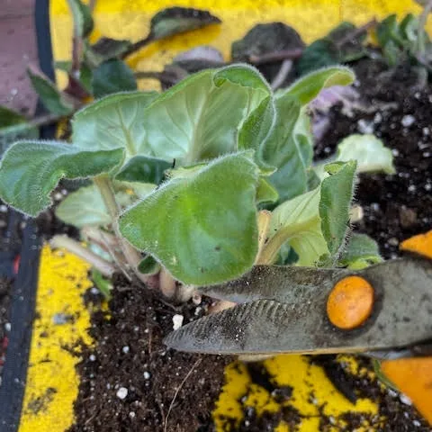 Divide your African violets now for more blooms in the spring. Follow link in 'Things to ponder' below. (Photo: Sue Bohigian)