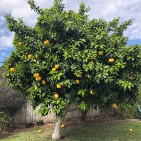 Pomelo tree, Anne Schellman.