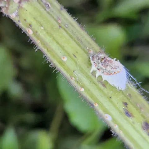 Client Provided Photo. Help Desk solves the mystery of client’s bug invasion on her salvia bush. The culprit is cottony cushion scale.