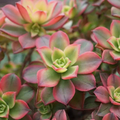 Photo: Elias Rovielo, Flickr