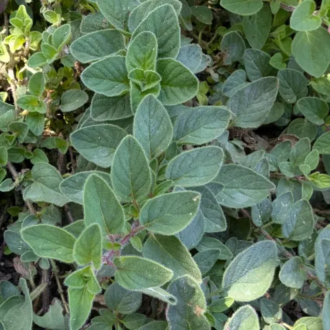 Herb-Oregano-Greek-MG-Ying-Chen