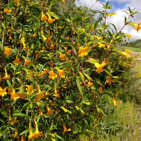Native-CA-Sticky-Monkey-Flower-MG-Ying-Chen