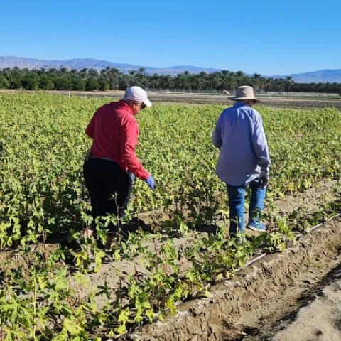 Volunteers harvesting okra