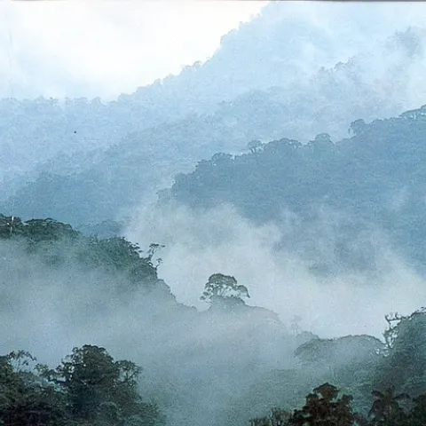 cloud forest costa rica