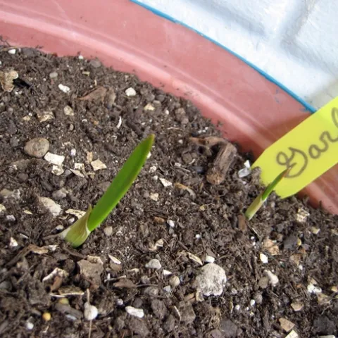 It will soon be time to start vegetable seeds indoors. (Photo: Public Domain Images)