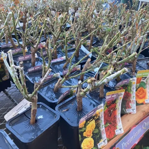 Many varieties of bare root roses are available at nurseries and home centers. (Photo: Jeannette Warnert)