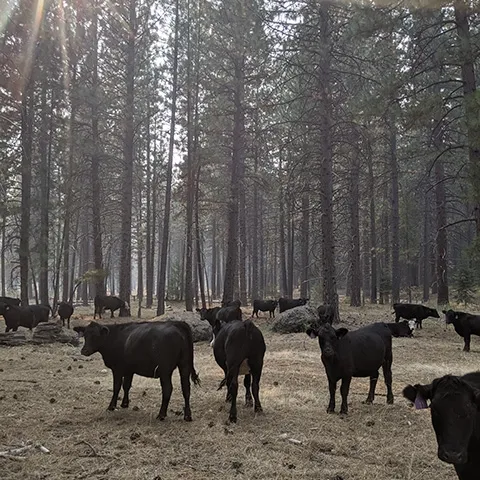 Cows gather amid trees as wildfire smoke lingers in the air above