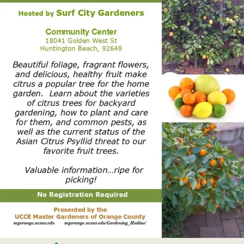 Grow Your Best Citrus Yet: Tips, Varieties, and Pest Protection