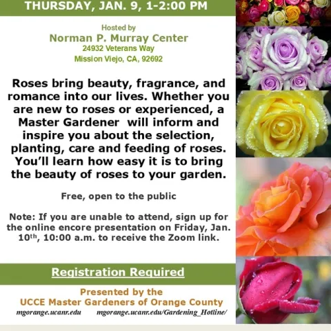 Promise Yourself a Rose Garden: Tips for Planting and Caring for Roses