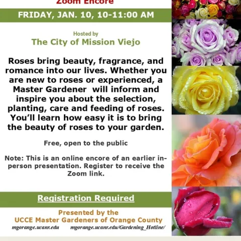 Encore! Master the Art of Rose Gardening in This Zoom Event