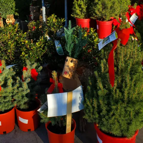 Christmas trees in pots