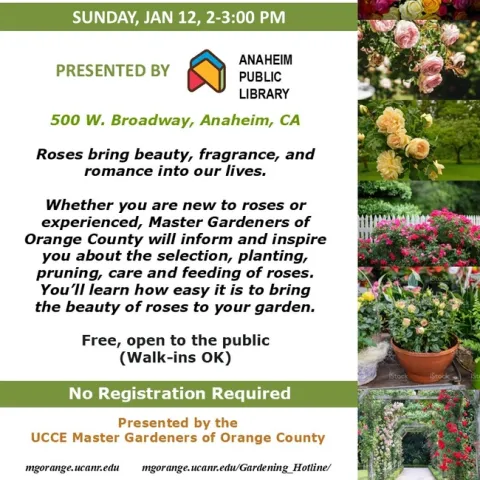 From Buds to Blooms: Discover How to Grow Stunning Roses – Join Us!