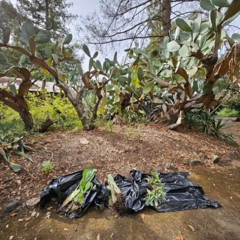 Cactus Transplants - P. Pashby