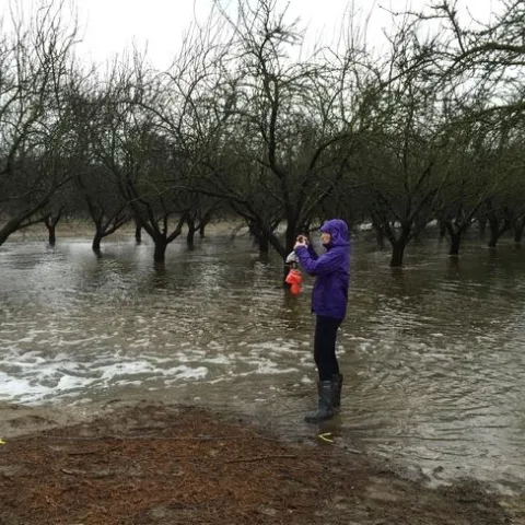 Helen Dahlke studies groundwater recharge in a flooded almond orchard.
