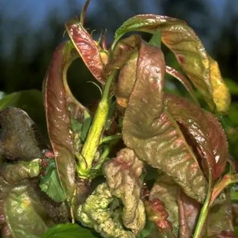 Distorted leaves are a symptom of the fungal disease peach leaf curl. (Photo: UC IPM)