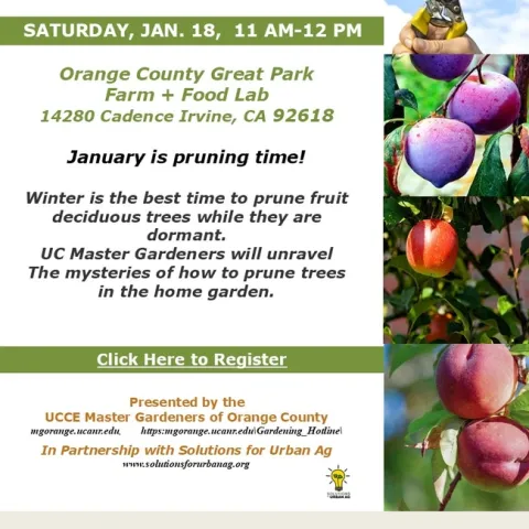 Unlock the Secrets to Perfect Fruit Tree Pruning – Join Us