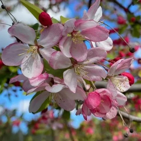 Photo of apple blossoms